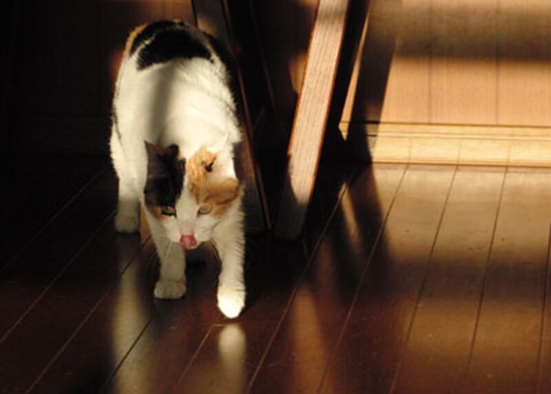 雰囲気のある写真も撮れます！