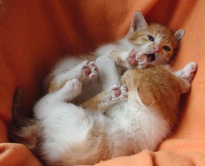 茶シロ姉妹、ネムネムになってくると、だらだら遊び～します。