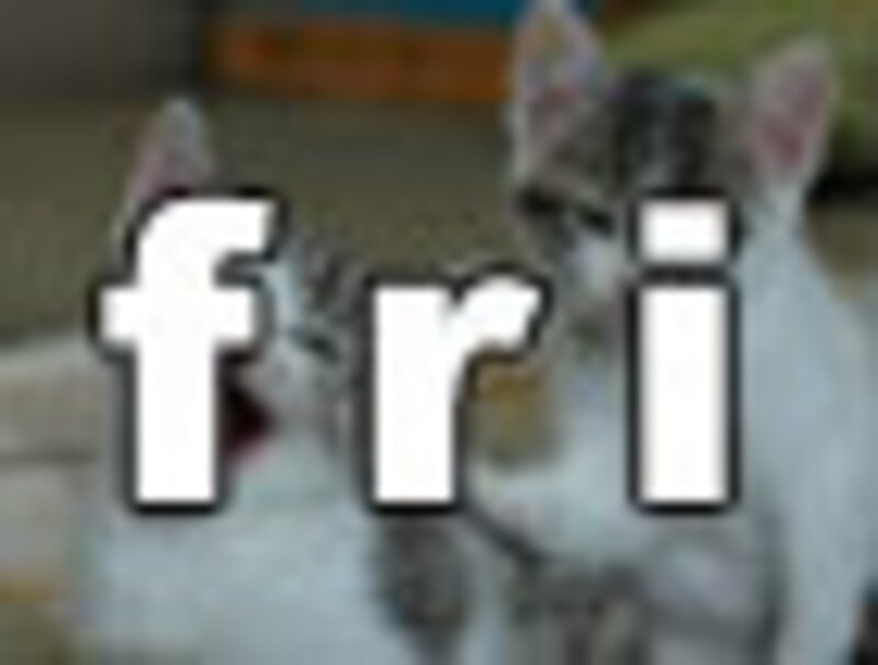 今日のねこさん・金曜日