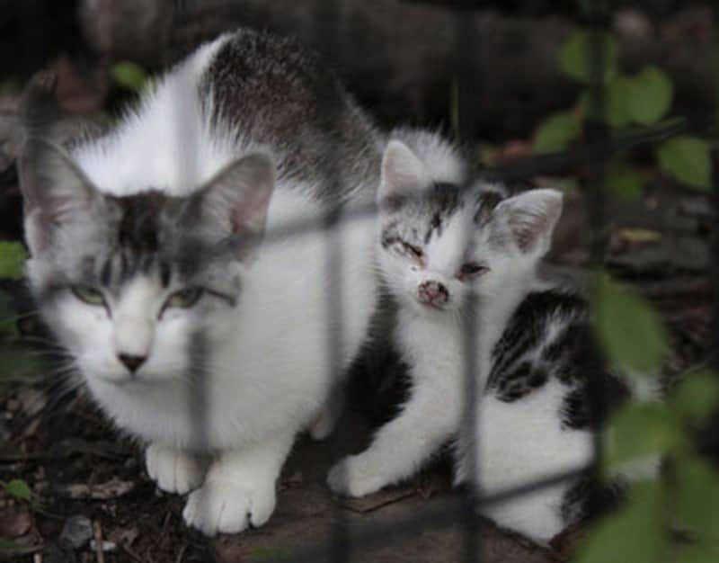 親が３頭、子猫が１０頭、まとめて捨てられていました…