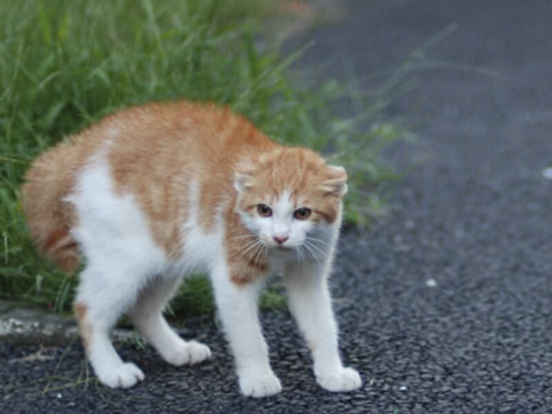 シッポを下げてふくらませているときは？