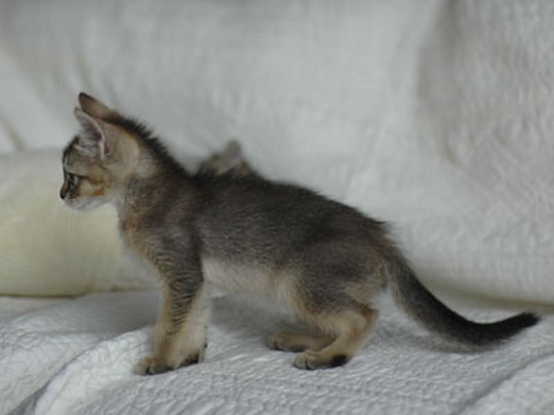 シッポの先がユ～ラユラ