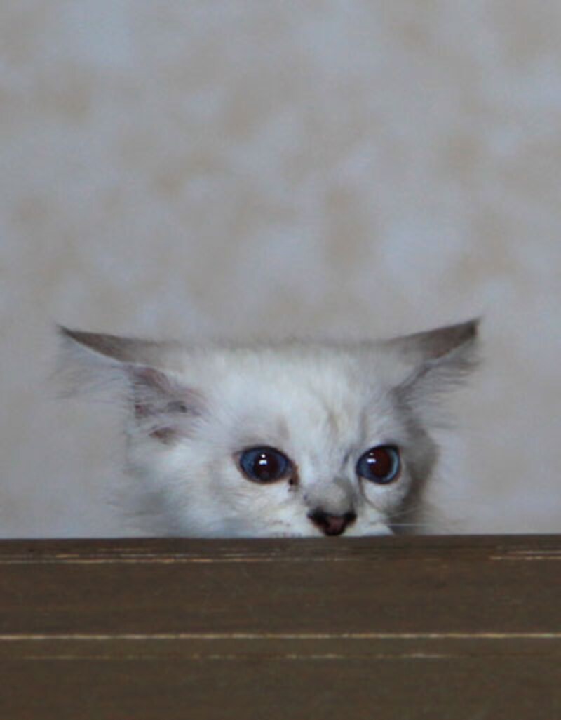 シッポを下げてふくらませているときは？