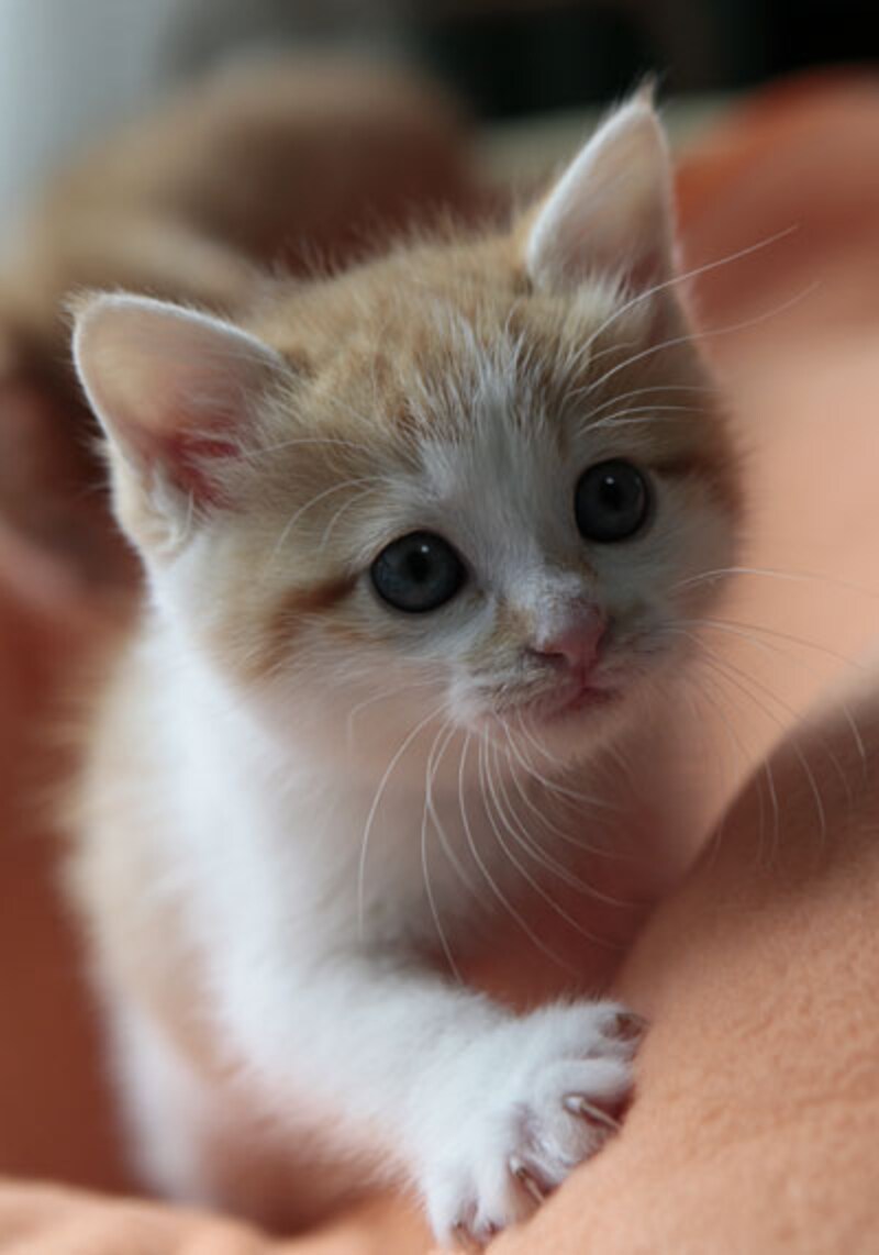 シッポの先がユ～ラユラ