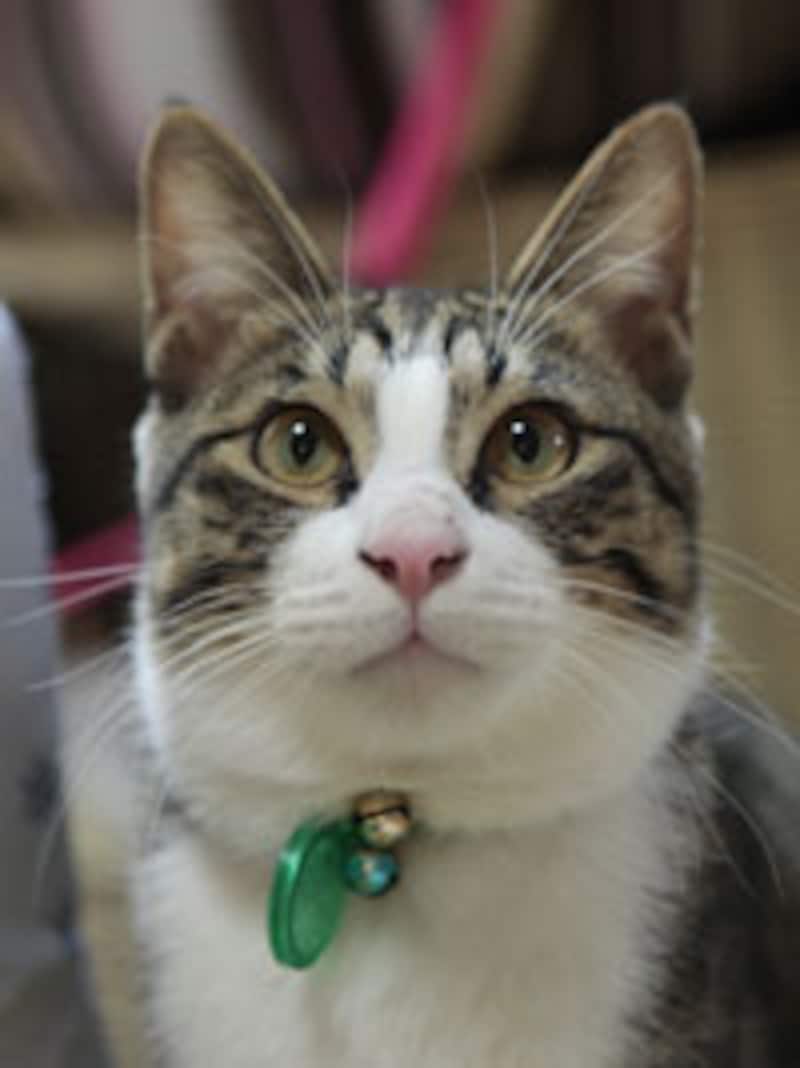 シッポの先がユ～ラユラ