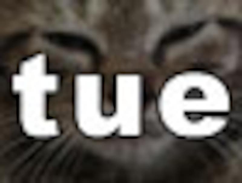 今日のねこさん・火曜日