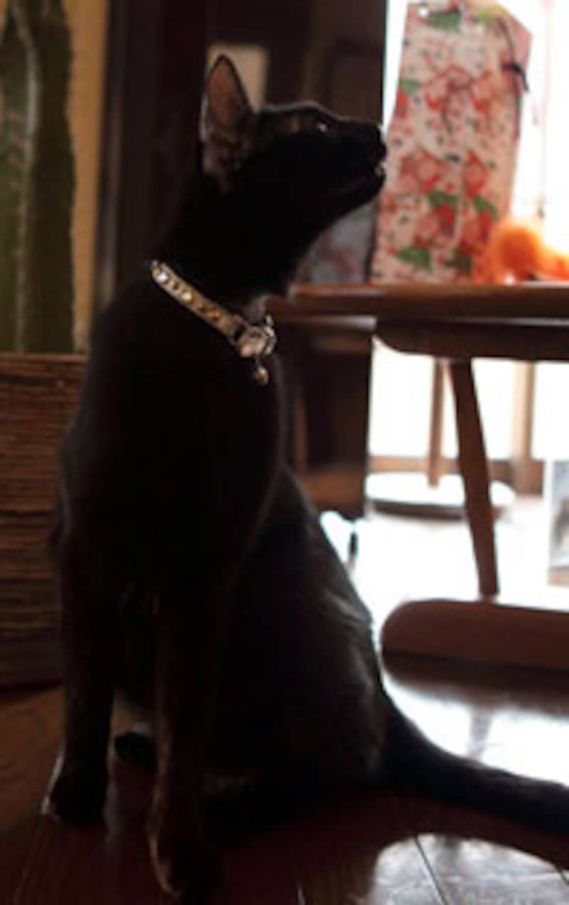 パリのお土産の首輪