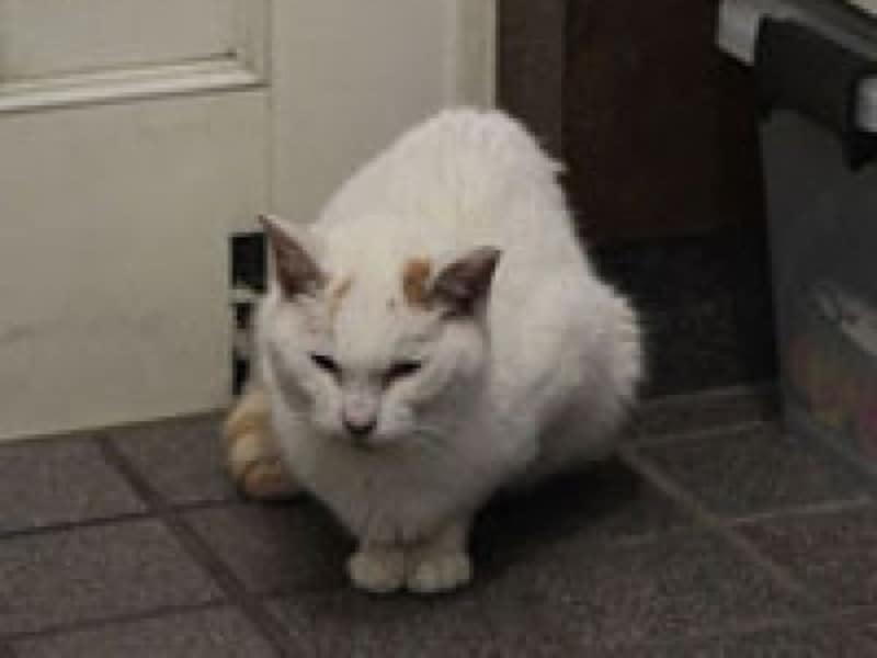 チロちゃんは具合が悪くなるにつれ、 玄関の靴箱の下に潜り込むように なりました