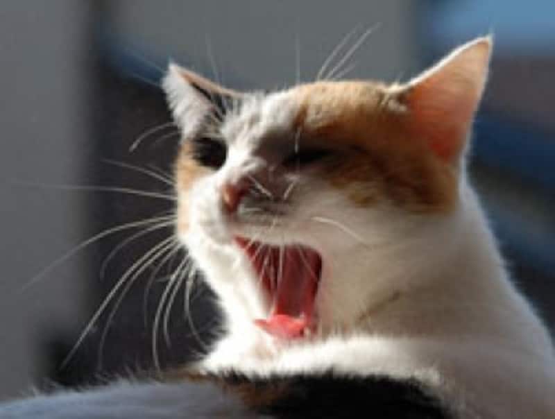 テリトリー争いに負けた猫は、姿を消すことも