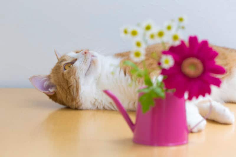 猫にとって毒 危険な花と植物 食べてはいけない植物リスト 猫 All About