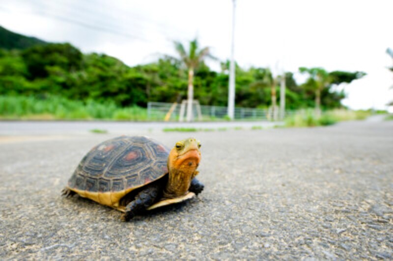 亀の魅力はどんなところ 魅力を存分に味わう 爬虫類 両生類 All About