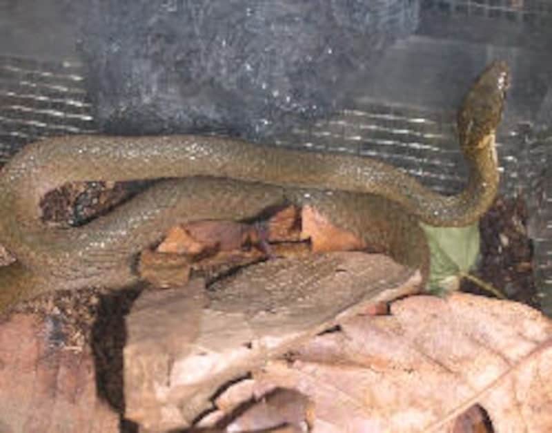 ヒバカリの特徴と飼育方法 普通のヘビとの違いとは 爬虫類 両生類 All About