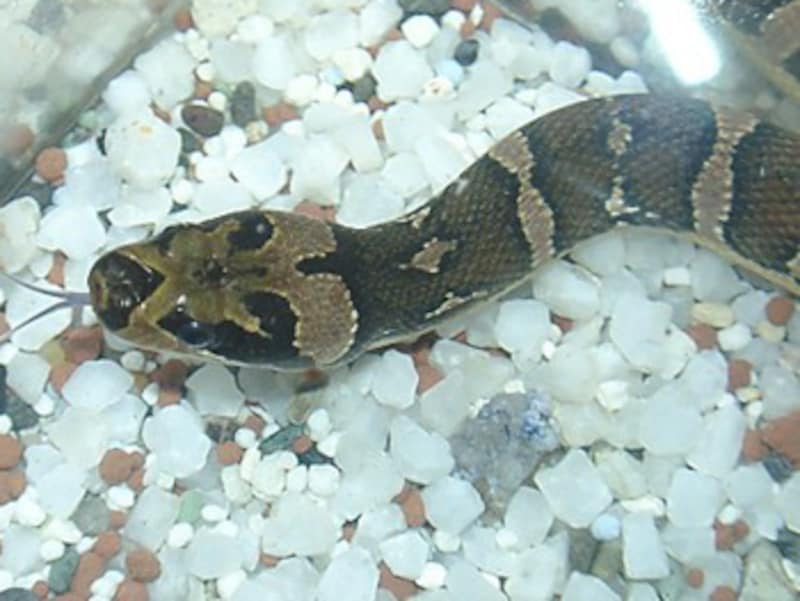 ミズヘビの飼育方法とは ちょっと変わった水棲ヘビたち 爬虫類 両生類 All About