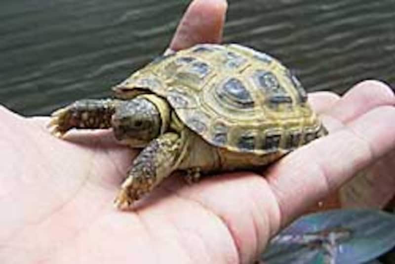 ヨツユビリクガメ