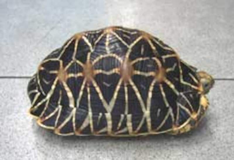 インドホシガメ