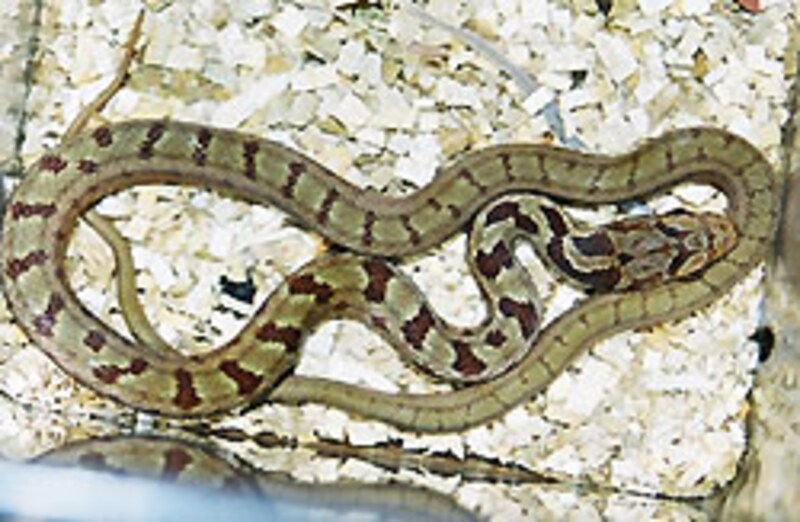 我が家のCB個体・ちょっと地味めの個体