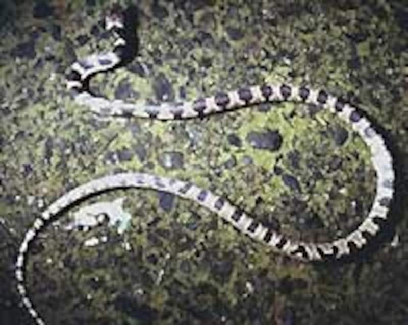 かなり派手で見間違うことはない