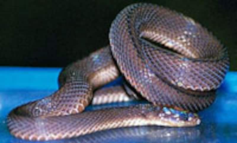 子ヘビも、そう変わらないです