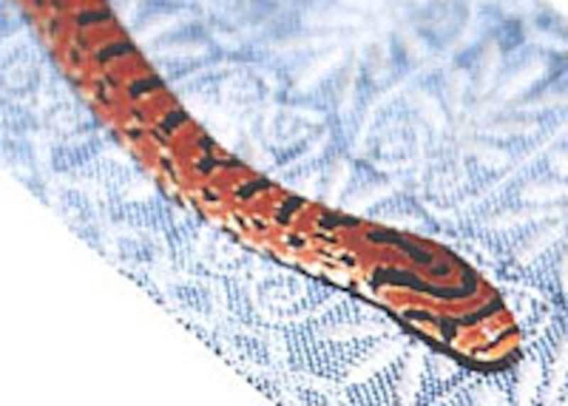 我が家のFH個体