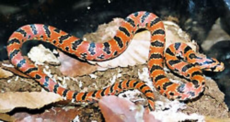 我が家のFH個体