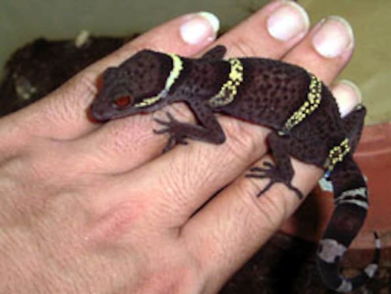 このくらいのサイズ