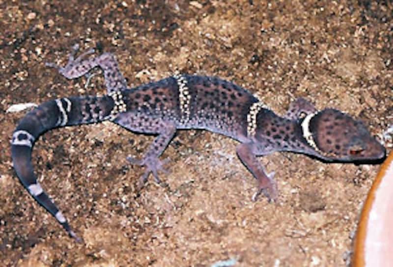 G.l.hainanensis