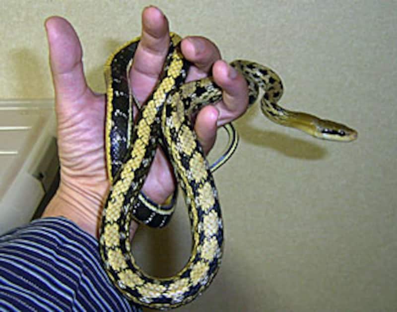 ヘビのハンドリング