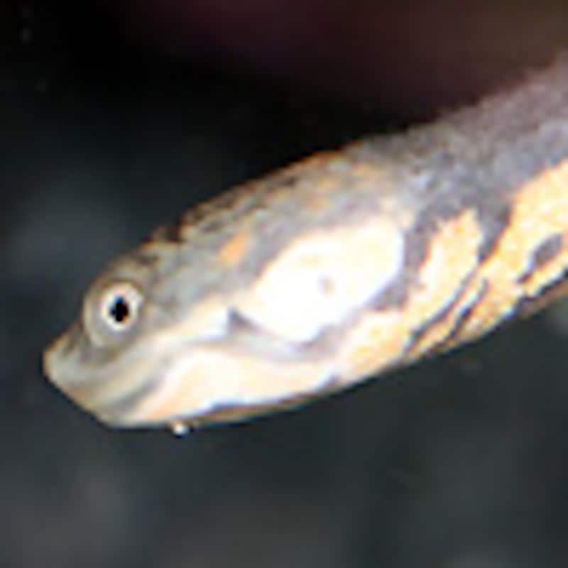 オオアタマヘビクビガメ