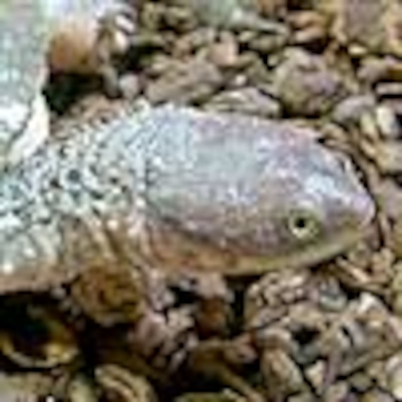 トゲモモヘビクビガメ