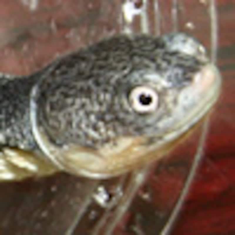 ブチハラヘビクビガメ