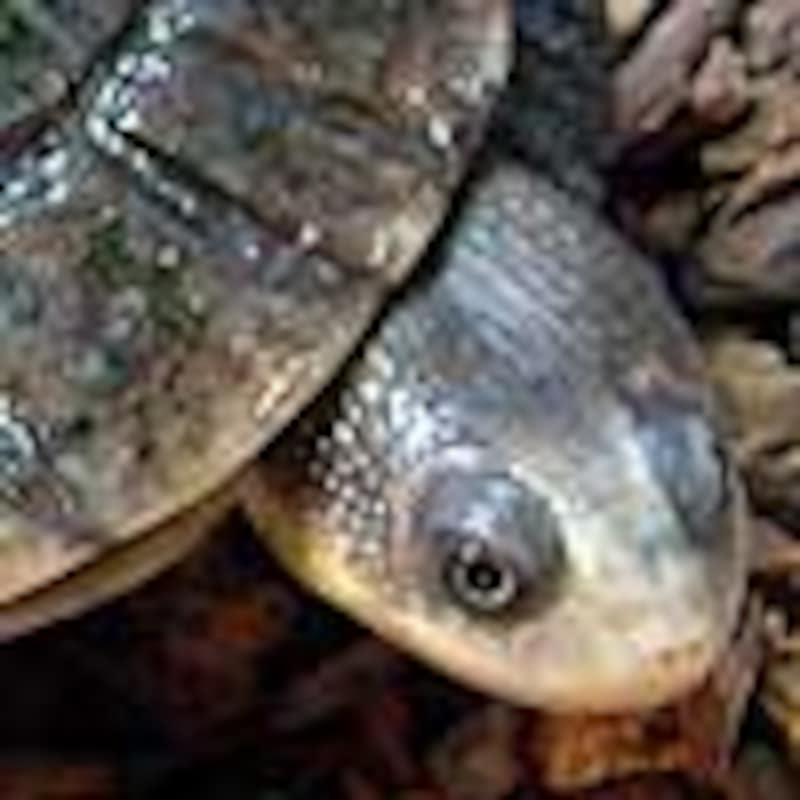 グナレンナガクビガメ