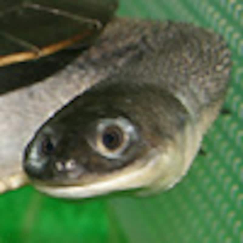 ヒガシマッコードナガクビガメ