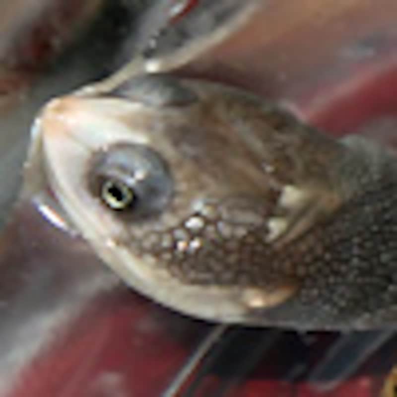 ニューギニアナガクビガメ