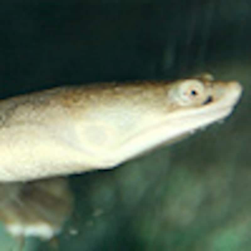 コウホソナガクビガメ