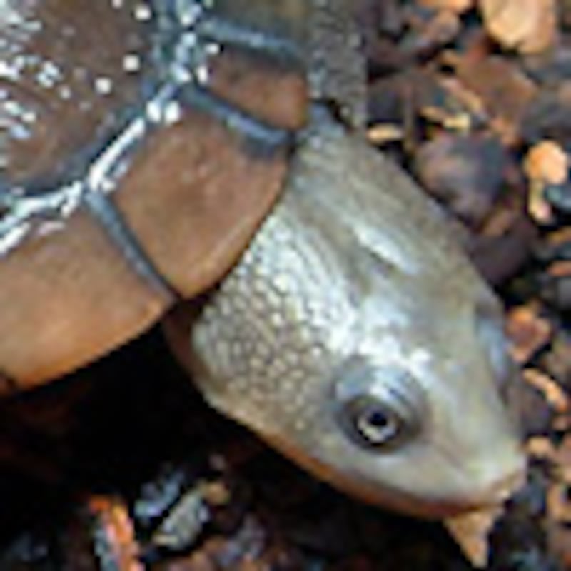 ライマンナガクビガメ