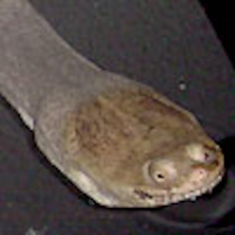 チリメンナガクビガメ