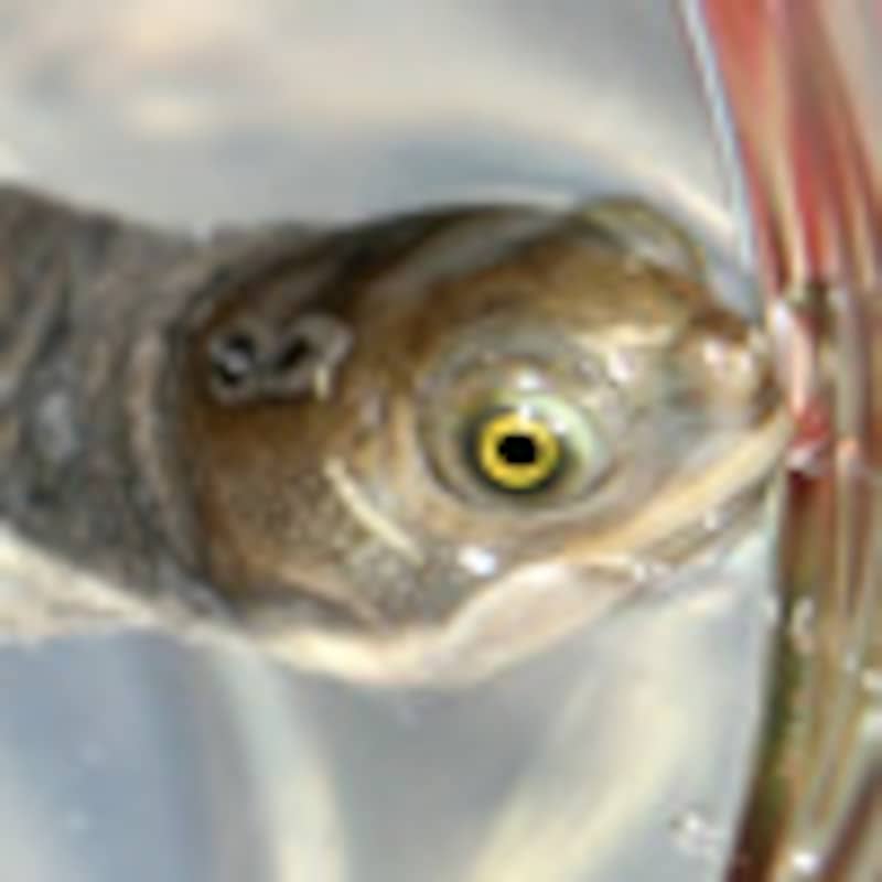 ヒメマゲクビガメ