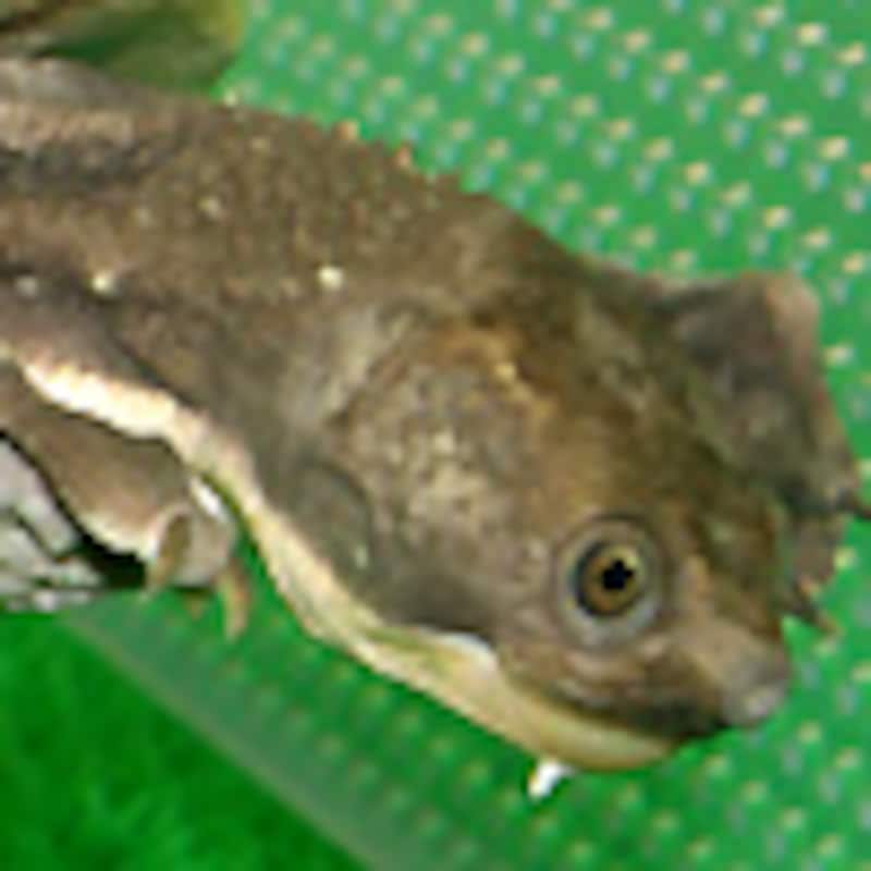 ニューギニアカブトガメ