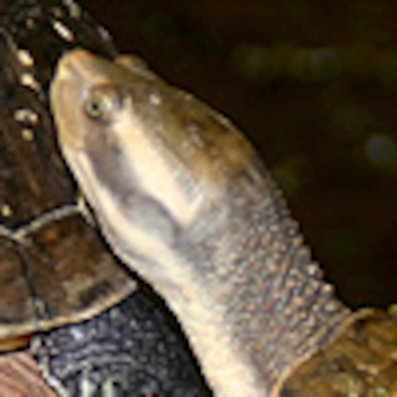 アカミミマゲクビガメ