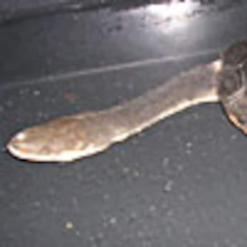 コウヒロナガクビガメ