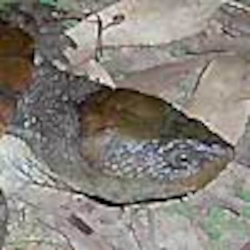 ノコヘリカブトガメ