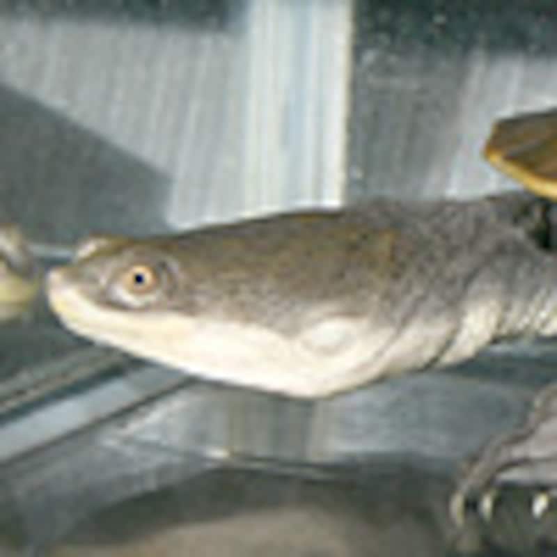 ジーベンロックナガクビガメ