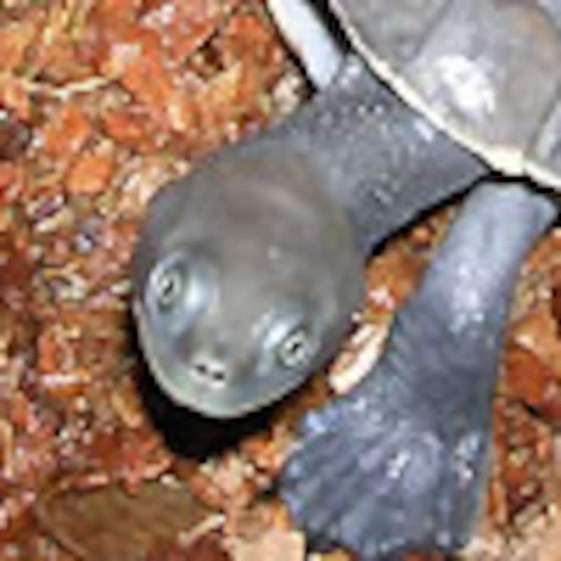 マクウォーリマゲクビガメ