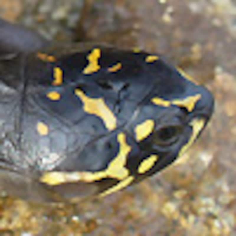 オカバンゴハコヨコクビガメ