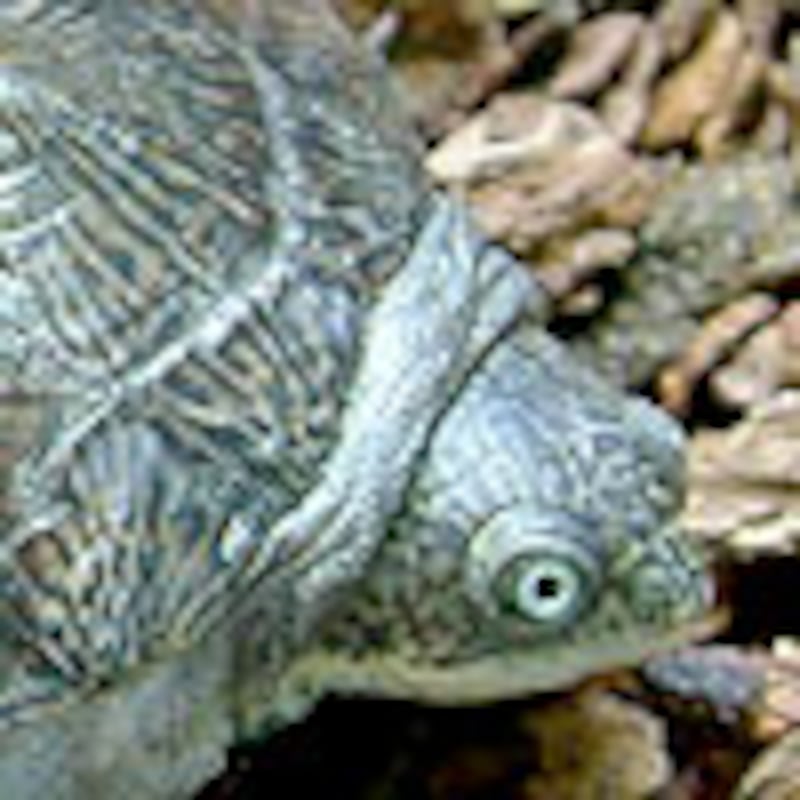 トゥルカナハコヨコクビガメ