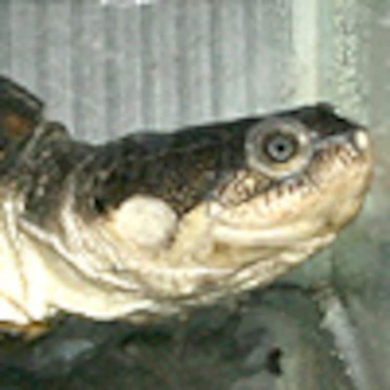 キバラハコヨコクビガメ