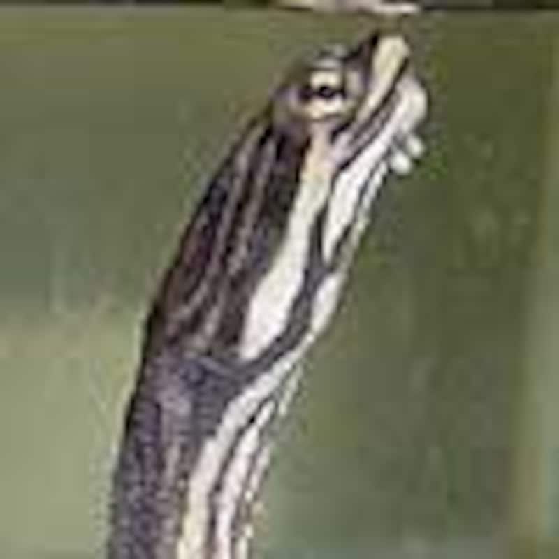 ジョフロアカエルガメ