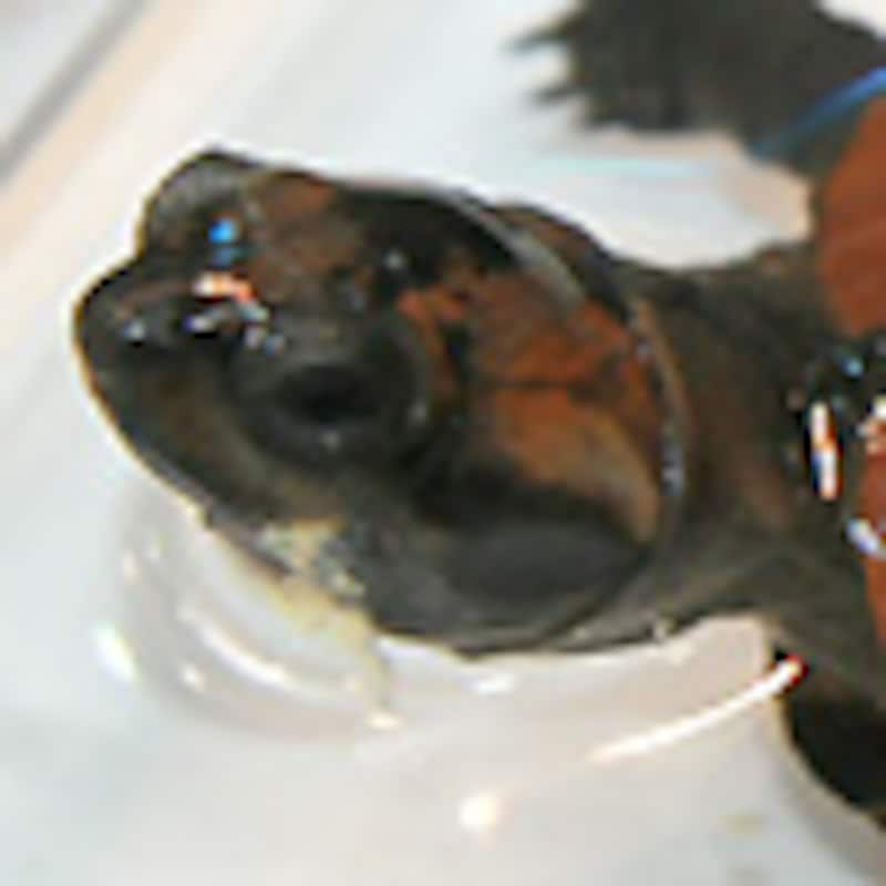 モリハコヨコクビガメ