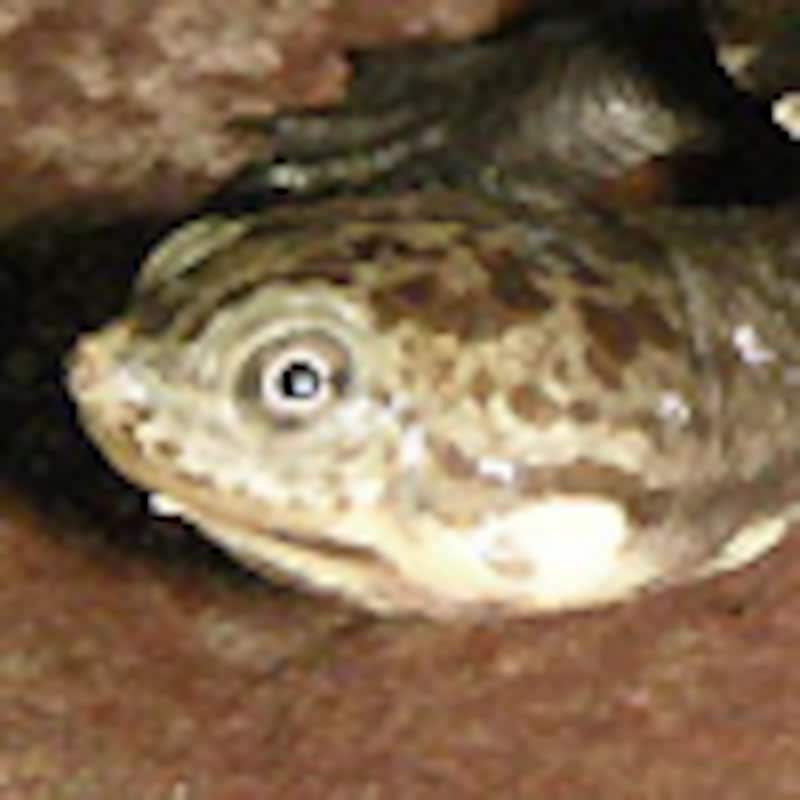 ヒメカエルガメ