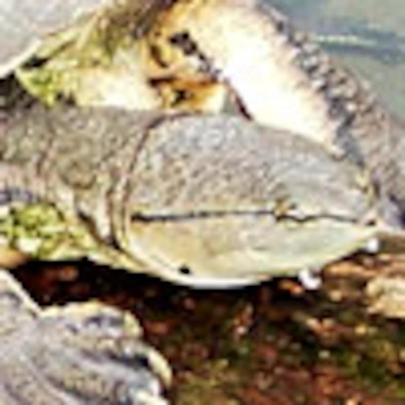 ヒラリーカエルガメ